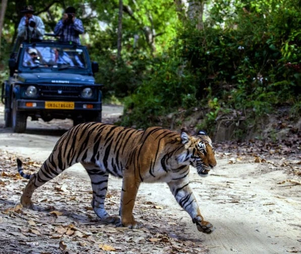 Tiger crossing a forest safari track in front of a safari jeep